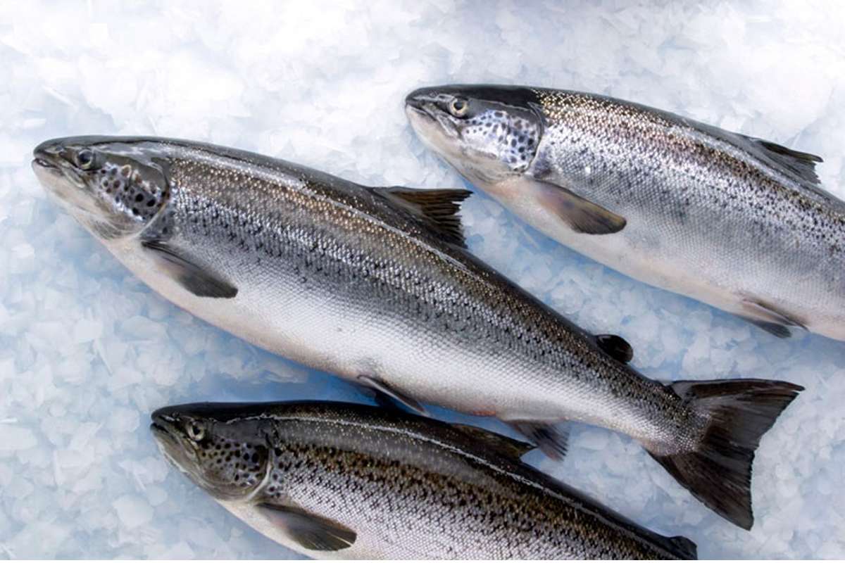 Las empresas salmoneras tendrán la obligación de transparentar uso de antibióticos
