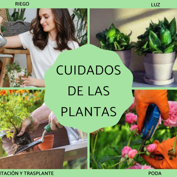 Cuidado de Plantas: Consejos para Mantenerlas Saludables
