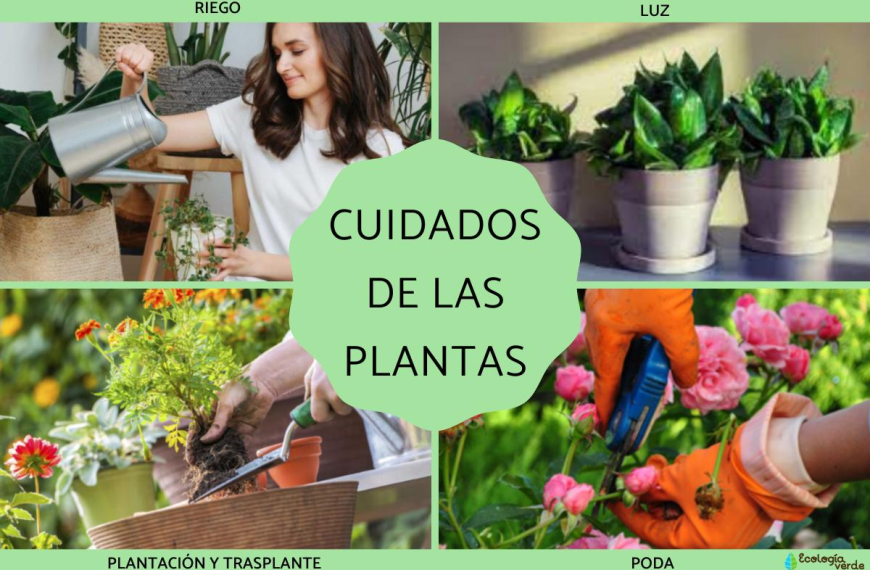 Cuidado de Plantas: Consejos para Mantenerlas Saludables