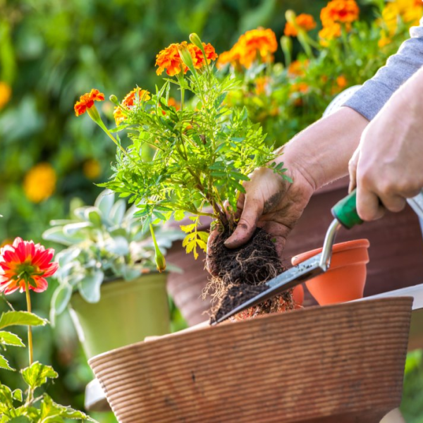 Consejos de jardinería para un hogar más verde