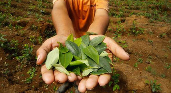 Cultivos de coca en Honduras: Incautaciones recientes
