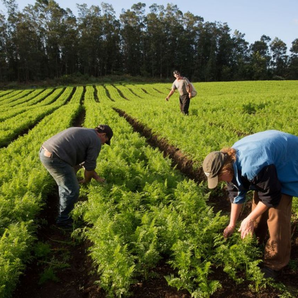 Incentivos Agricultura Guyana: Apoyo al Sector Agrícola