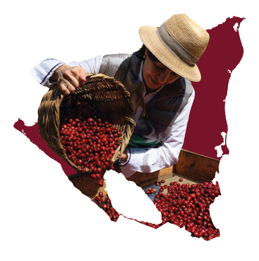 Producción de café en Nicaragua supera 300,000 toneladas