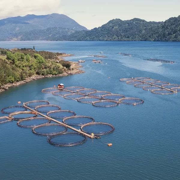 Industria del salmón en Chile: Desafíos y Oportunidades