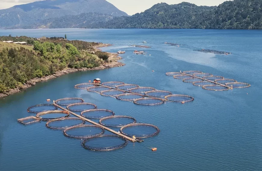 Industria del salmón en Chile: Desafíos y Oportunidades