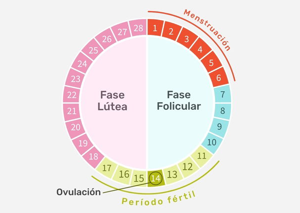 Calculadora de Gestión Menstrual: Ahorra y Compara Precios