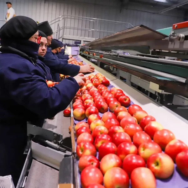 Fruticultura en La Araucanía: Un Crecimiento Impresionante