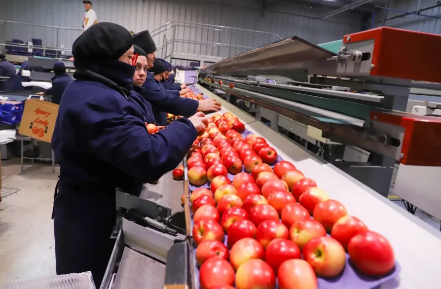Fruticultura en La Araucanía: Un Crecimiento Impresionante
