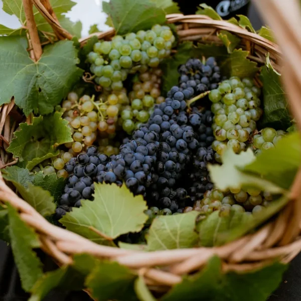 Best of Wine Tourism 2026: ganadores Valparaíso Casablanca
