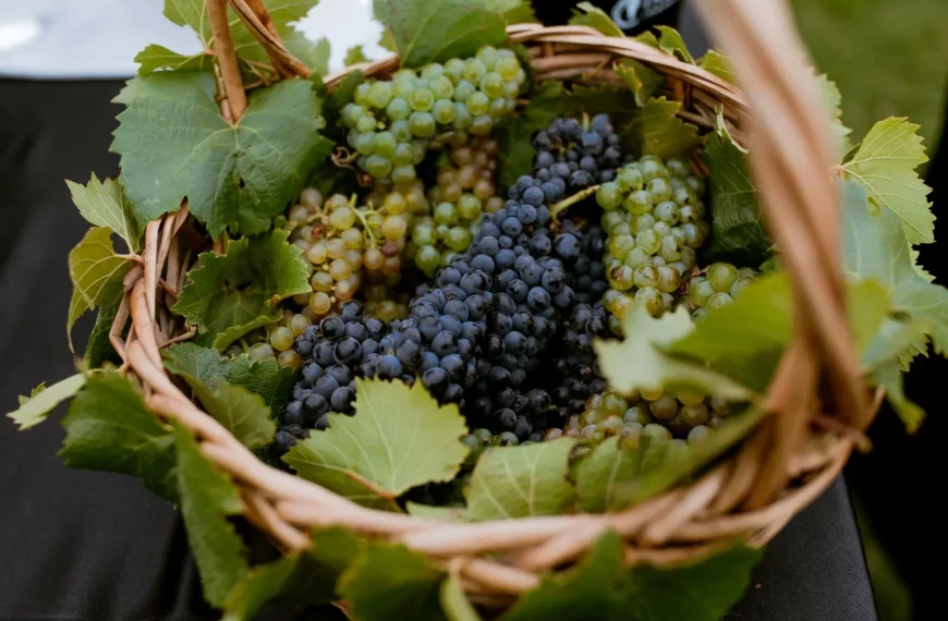 Best of Wine Tourism 2026: ganadores Valparaíso Casablanca
