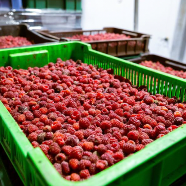 Exportaciones de alimentos: Un récord histórico alcanzado en Chile