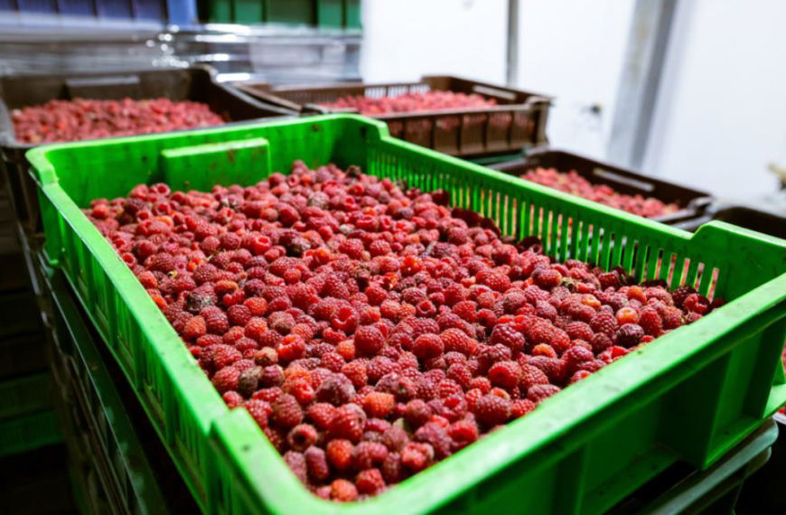 Exportaciones de alimentos: Un récord histórico alcanzado en Chile